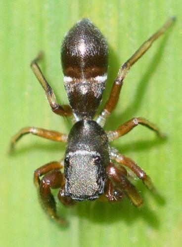 Synageles venator